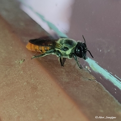 Callomegachile
