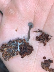 Cudonia grisea