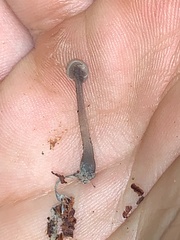Cudonia grisea