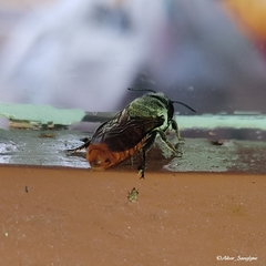 Callomegachile