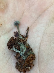Cudonia grisea