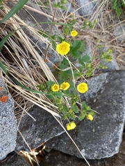 Potentilla fragiformis