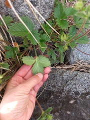 Potentilla fragiformis