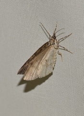 Hydriomena impluviata