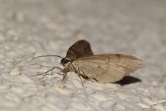 Hydriomena impluviata