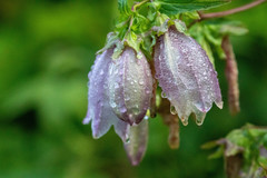 Campanula punctata hondoensis