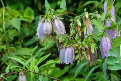 Campanula punctata hondoensis