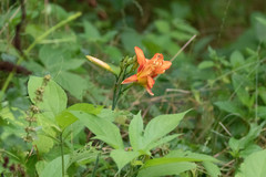 Hemerocallis fulva kwanso
