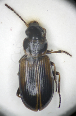 Dicheirotrichus cognatus