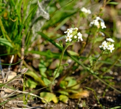 Manulea calciphila