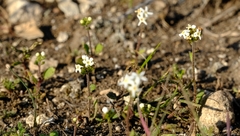 Manulea calciphila