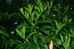 Symplocos wikstroemiifolia