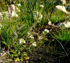 Manulea calciphila