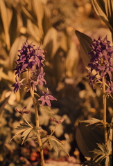 Delphinium barbeyi