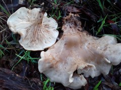 Clitocybe australiana