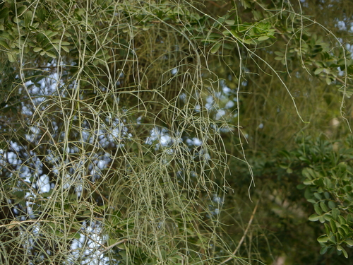 Shrubby horsetail (Ephedra ciliata)