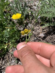 Potentilla drummondii