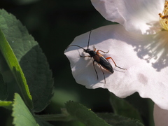 Stenurella jaegeri