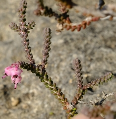 Erica uysii