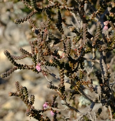 Erica uysii