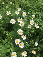 Tripleurospermum inodorum