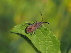 Coriomeris denticulatus