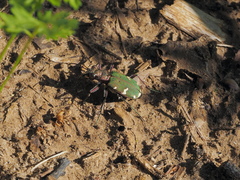 Cicindela desertorum