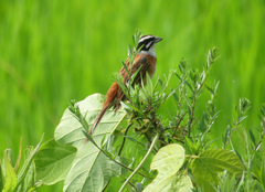Emberiza cioides