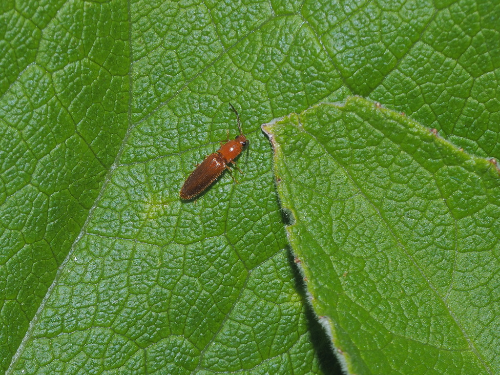 Pseudocrepidophorus