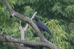 Corvus macrorhynchos
