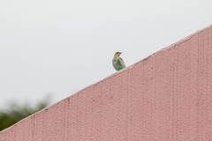 Motacilla alba lugens