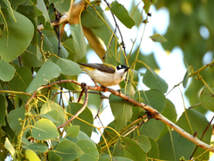 Melithreptus gularis