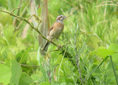 Emberiza cioides