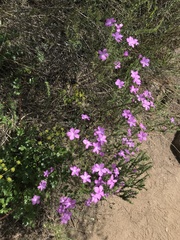 Linanthus californicus