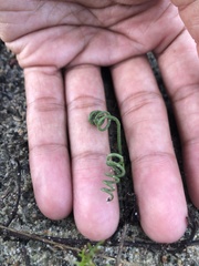 Albuca spiralis