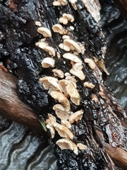 Panellus pusillus