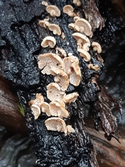 Panellus pusillus