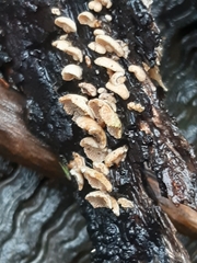 Panellus pusillus