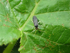 Phylus coryli