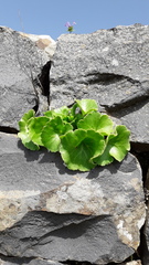 Umbilicus intermedius