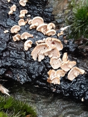 Panellus pusillus