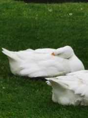 Anser anser domesticus