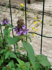 Prunella vulgaris vulgaris