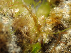 Chaetomorpha linum