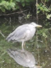 Ardea cinerea