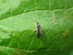 Phylus coryli
