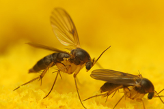 Platurocypta testata