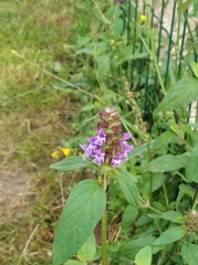 Prunella vulgaris vulgaris
