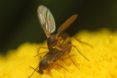 Platurocypta testata