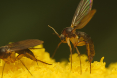 Platurocypta testata